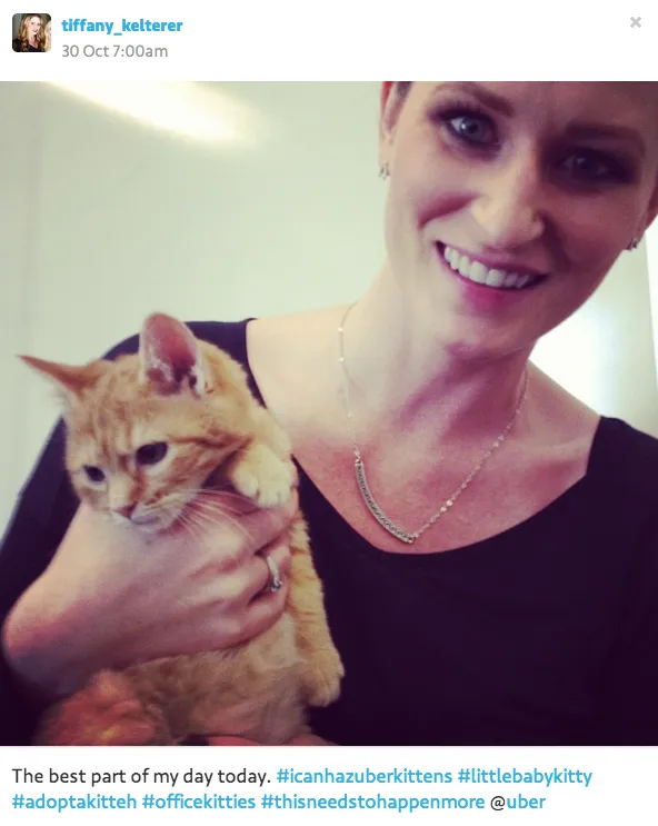 #icanhazuberkittens, trending on Instagram